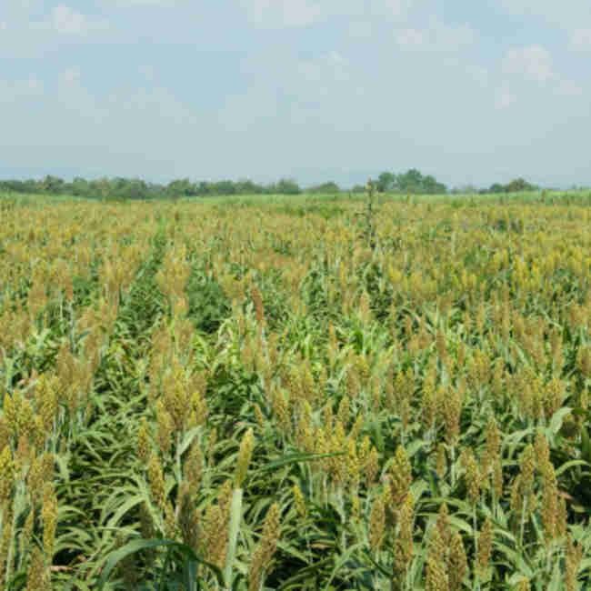 Суданка Сорго Семена