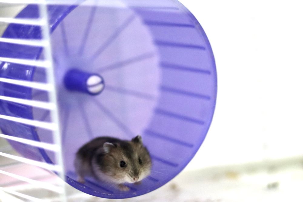 Hamster pui si adulti
