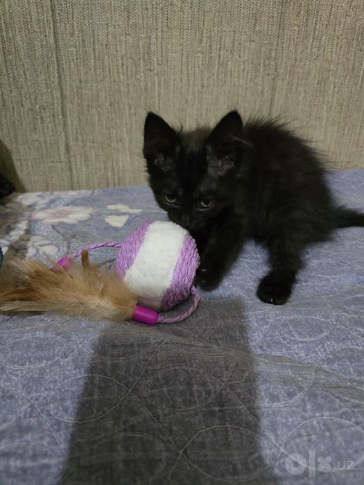 Отдам котенка в хорошие руки