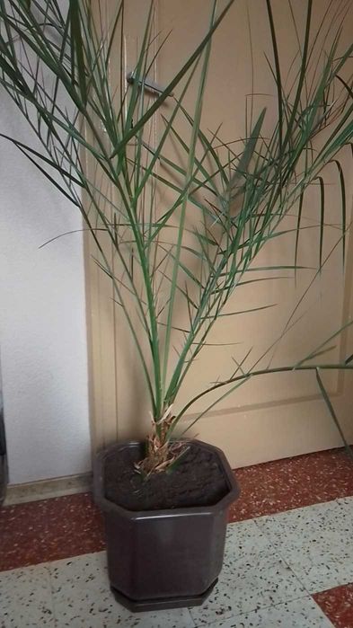 Палма - финикова