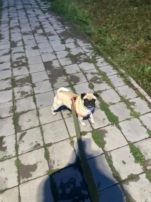 Вязка кобиля мопса !