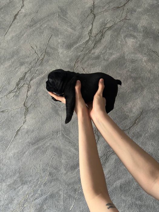 французский бульдог