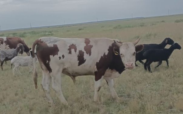 Бұқа сатамын, бағасы келісімді.  2 бұқа -2 жасар. 3 бұқа - 1,6 жасар.