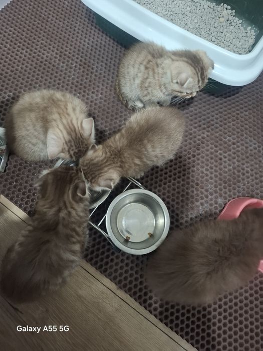 Скоттиш-Страйт породистые котята