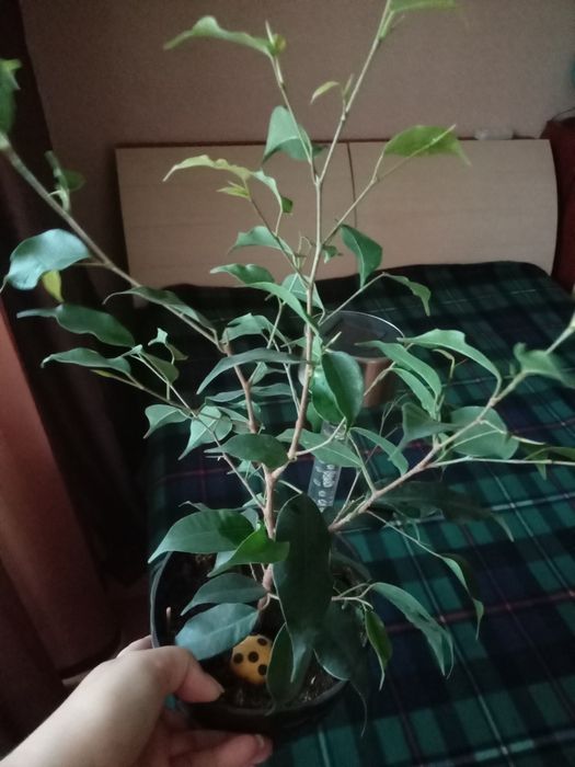 Фикус Бенджамина