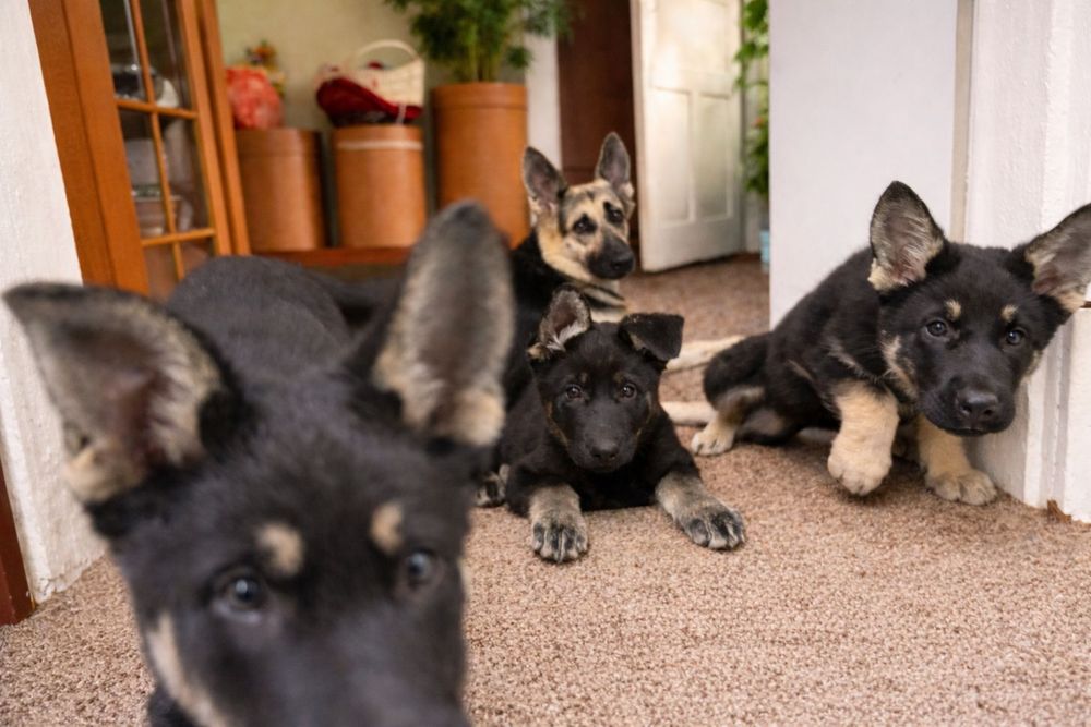 Продам щенков ВЕО с родословной