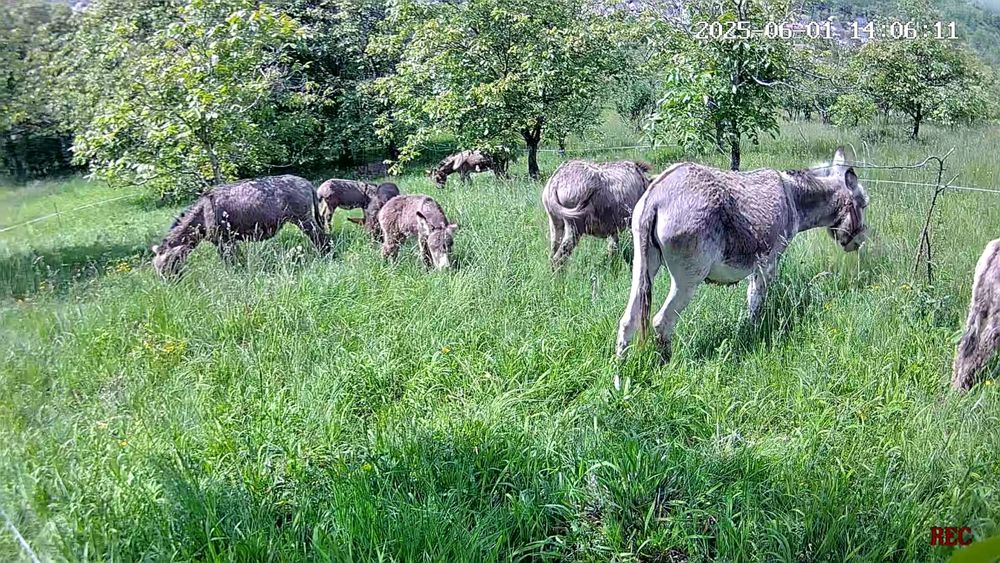 Lapte de Măgărită