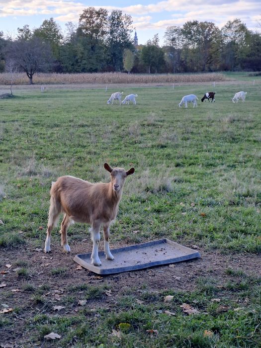 Vând 4 capre tinere, gestante
