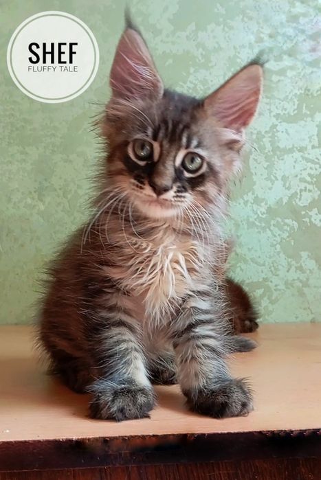 Мейн Кун — роскошные котята от питомника  "Fluffy Tale".