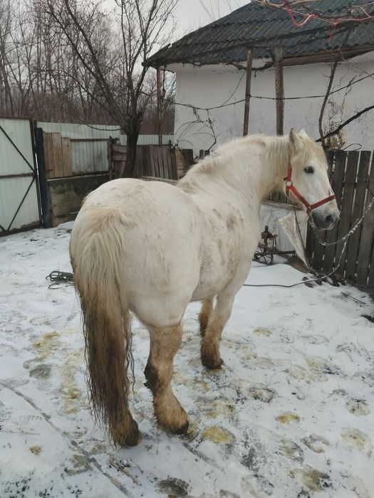 Cal castrat de vânzare 12 ai de vânzare