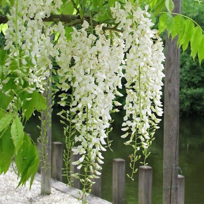 Wisteria (GLICINA )