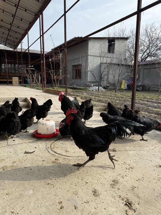 Brama tovuq tuxumlari