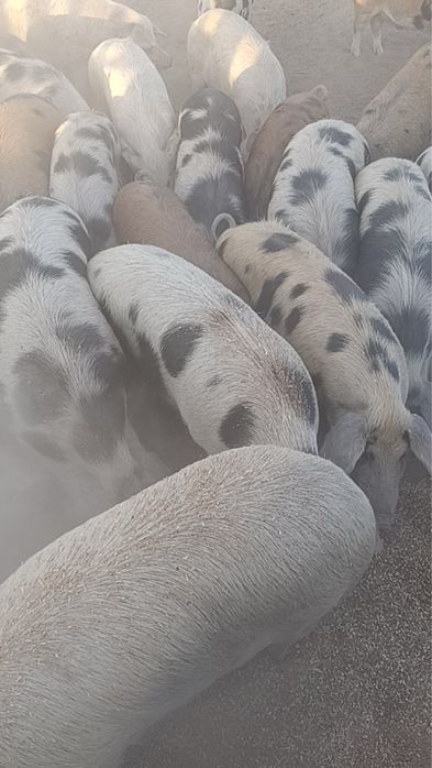 Продам свинину живым весом