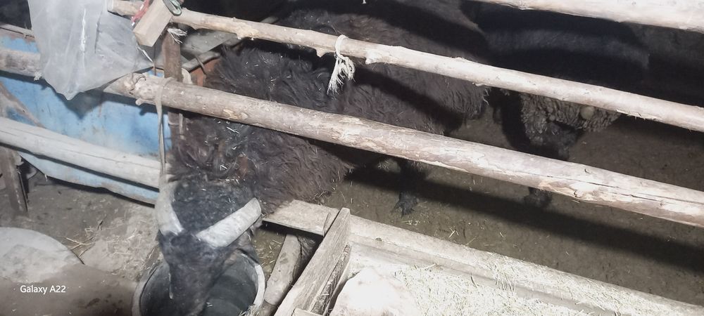 Qo‘chqor sotiladi 9 oylik