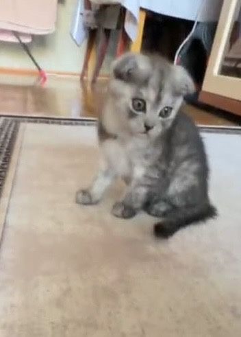 Веслоухая. шотландская
