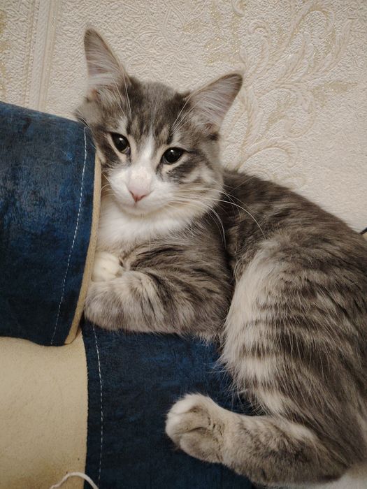 Отдам котов даром