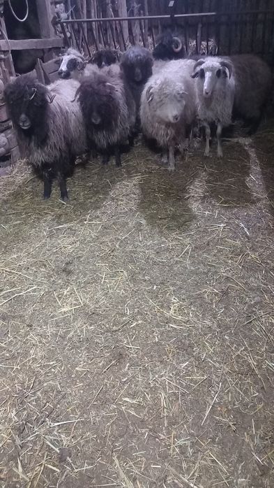 Vând 8 oiiiiiiiiiii