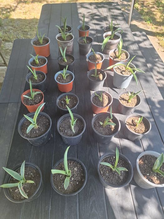 Aloe Vera(Agave americane)