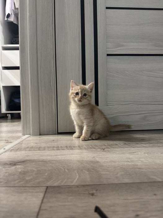 Ищем дом котенку для отвественных родителей