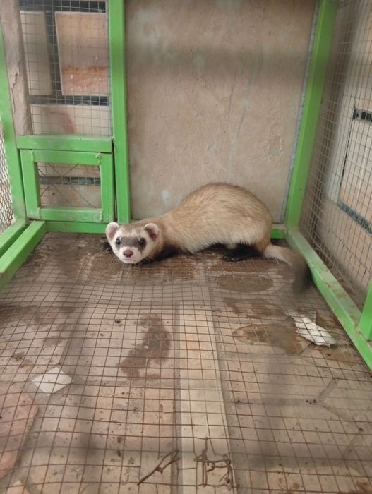 Ferret hayvon sotiladi
