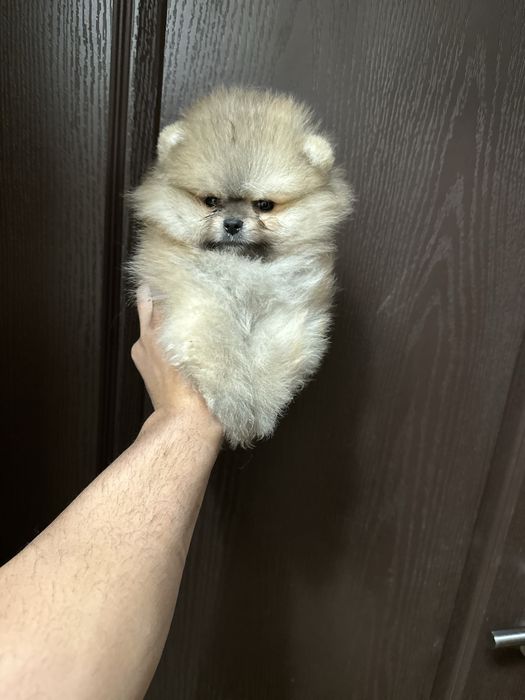 Мини Померан.
