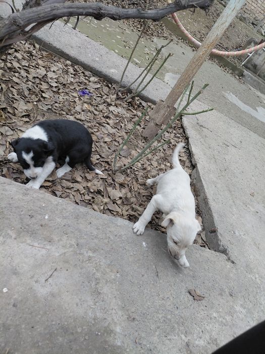 Отдам щенят в хорошие руки безплатно
