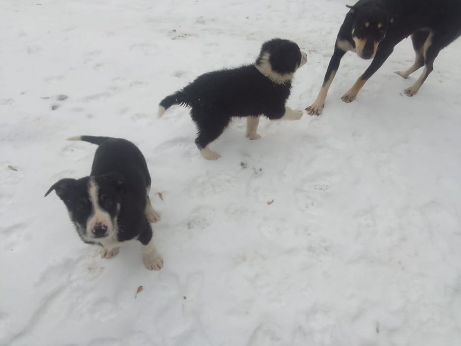 Отдам в добрые руки