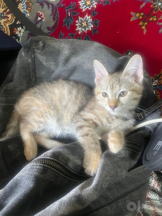 Отдаду котенка в добрые руки