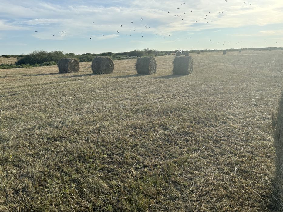 Сено луговое в рулонах