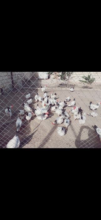 Цыплята Адлер здоровые