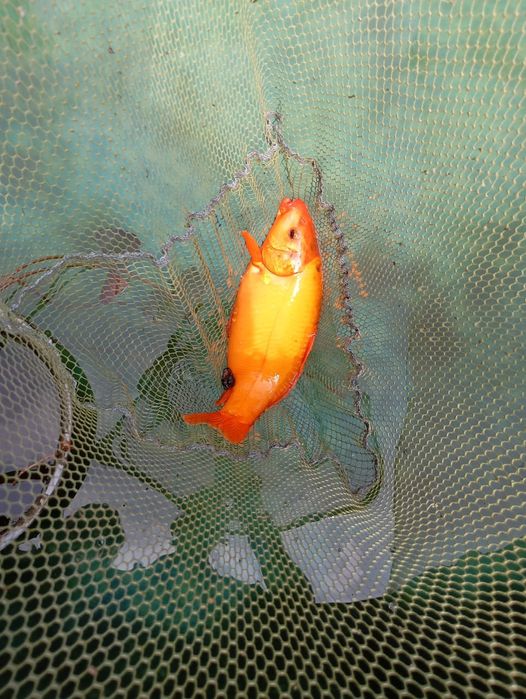 Японские Карпы Кои