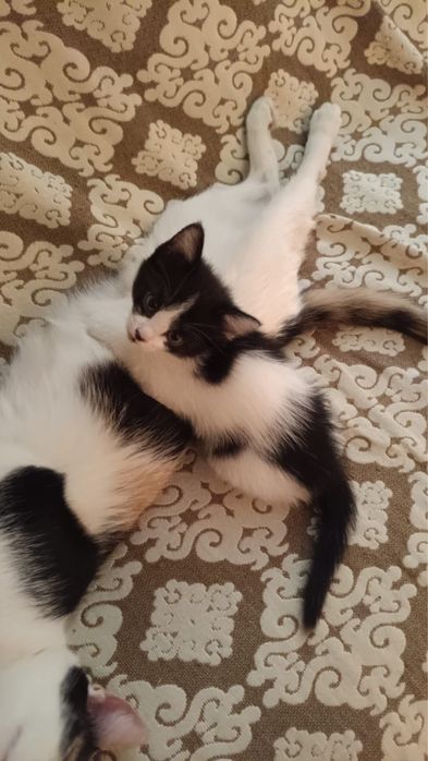 Отдам котенка бесплатно