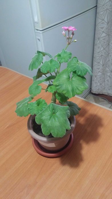 Герань комнатная