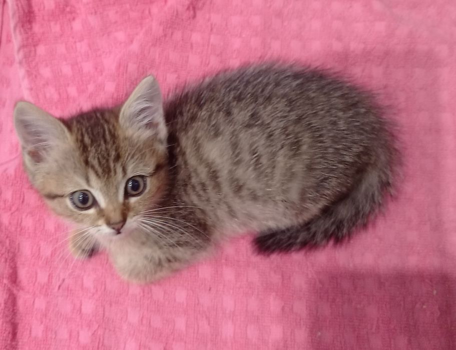 Отдам котят в добрые руки