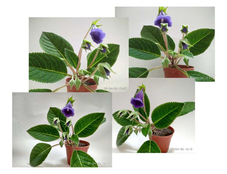 Цветущая Глоксиния 1,5г. фиолетового отенка. Комнатный цветок в горшке