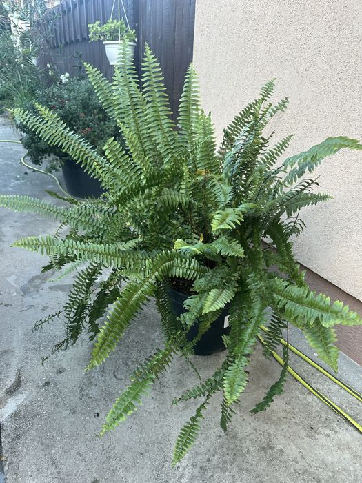 Flori interior/exterior