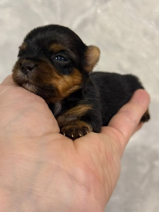 Йоркширские терьеры щенки