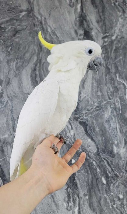 Какаду Тритон гибрид