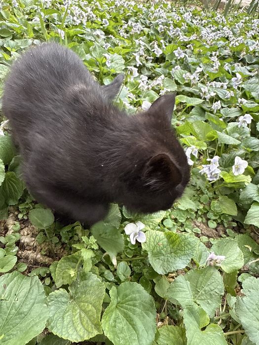 КОШКИ 2 шт домашние