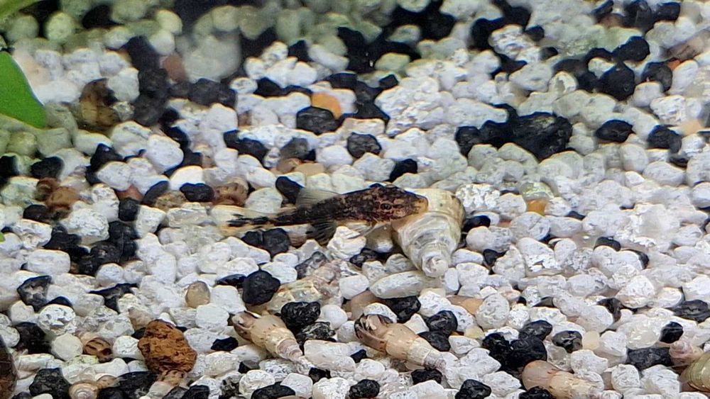 Pachet 5 + 1 pui Ancistrus Calico