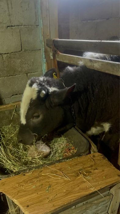 Продам бычка срочно!