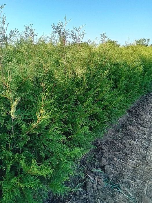 Plante ornamentale mesteacan argintiu  artar
