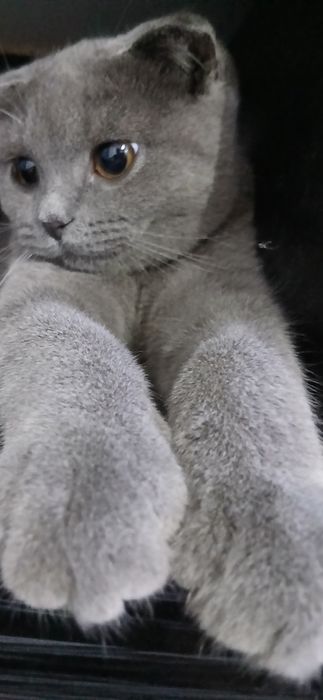 Skotish Fold zotdor mushugi