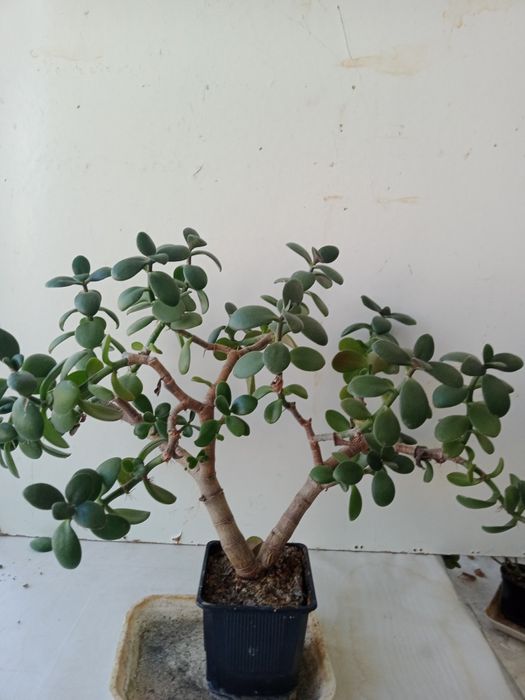 Денежное дерево, хороший подарок.