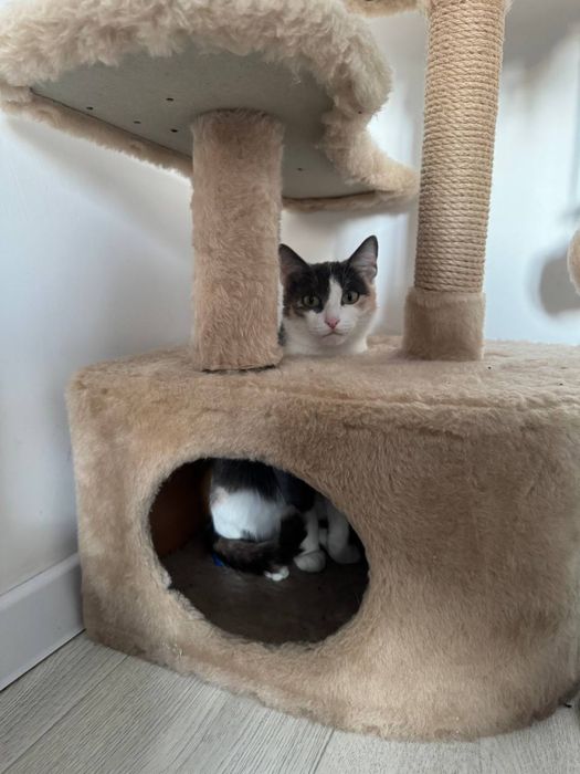 Отдам кошечку в добрые руки