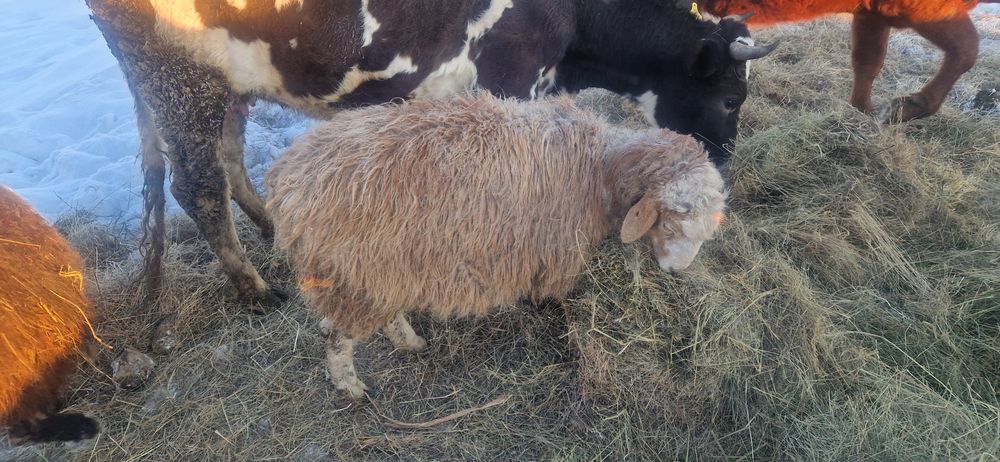 Бараны Продам овцы. Бараны