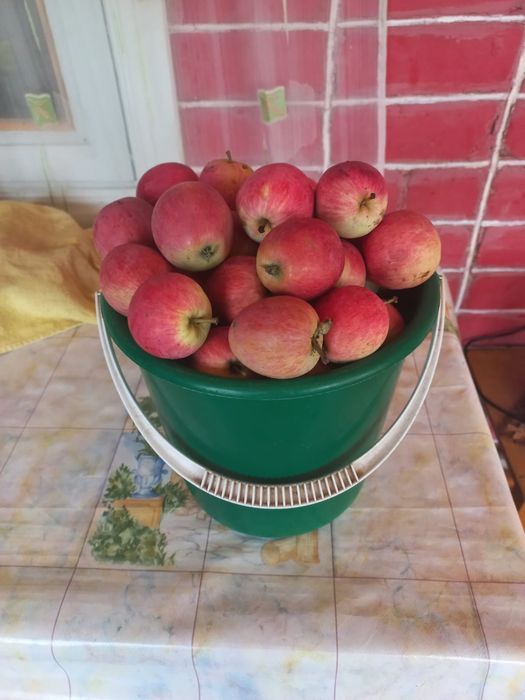 Продам дачные яблоки
