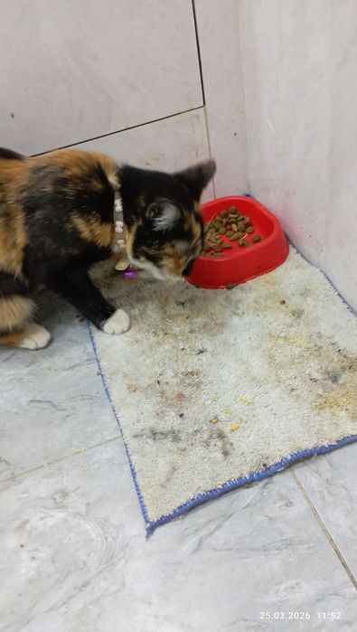 Чья потеряшка,девочка.