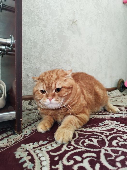 Скотиш страйк породистый шиншилла
