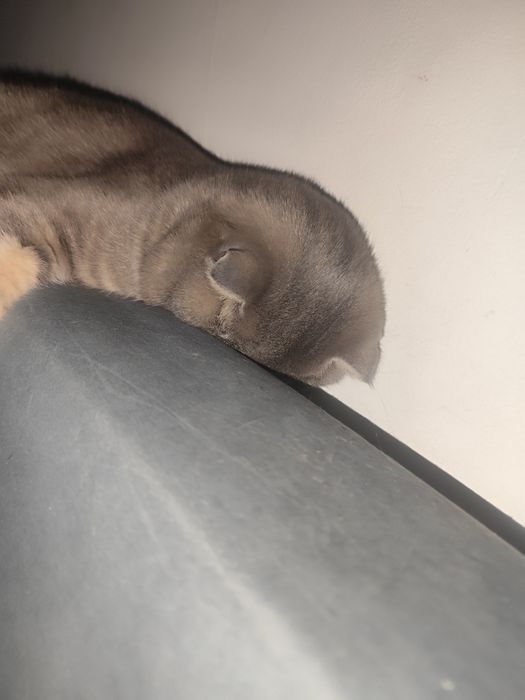 Продам кота веслоухи